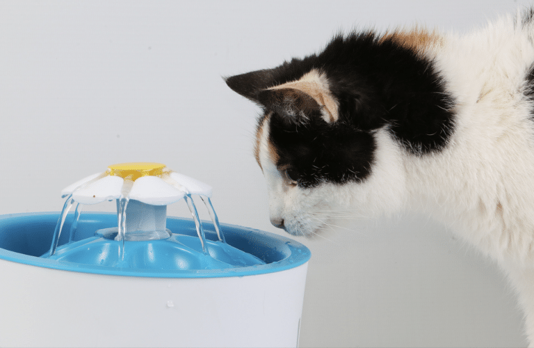 fuente para gatos